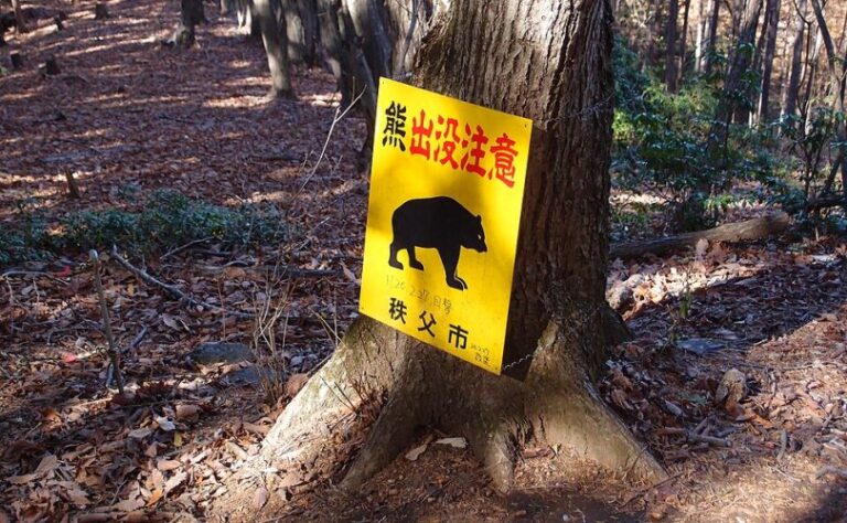 960px-Bear_warning_sign_@_Trail_from_Mount_Bukou_to_Urayamaguchi_@_Chichibu_11043150655-810x500