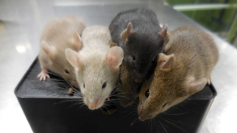 -28032023-1679978162-2045778253-mouse