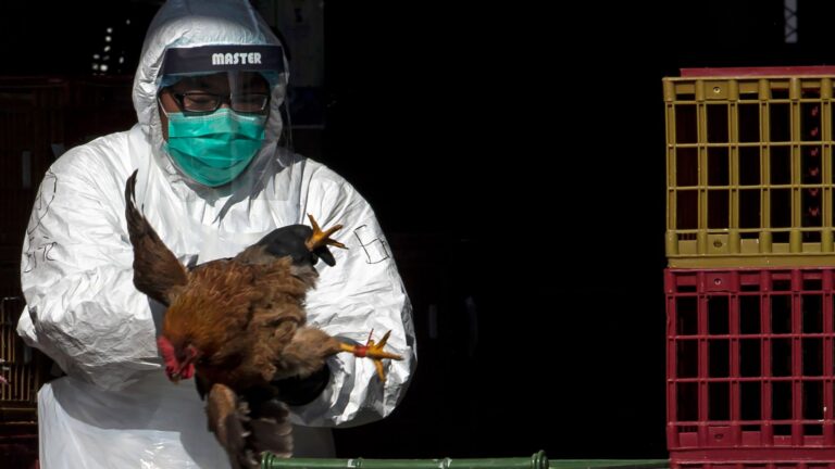 skynews-poultry-bird-flu_6118694
