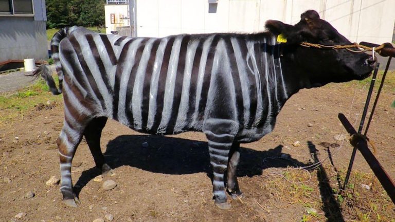 41f01c_yamagata_cow_striped_x974