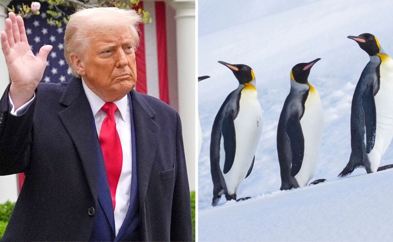 skynews-donald-trump-penguin_6874944-810x500